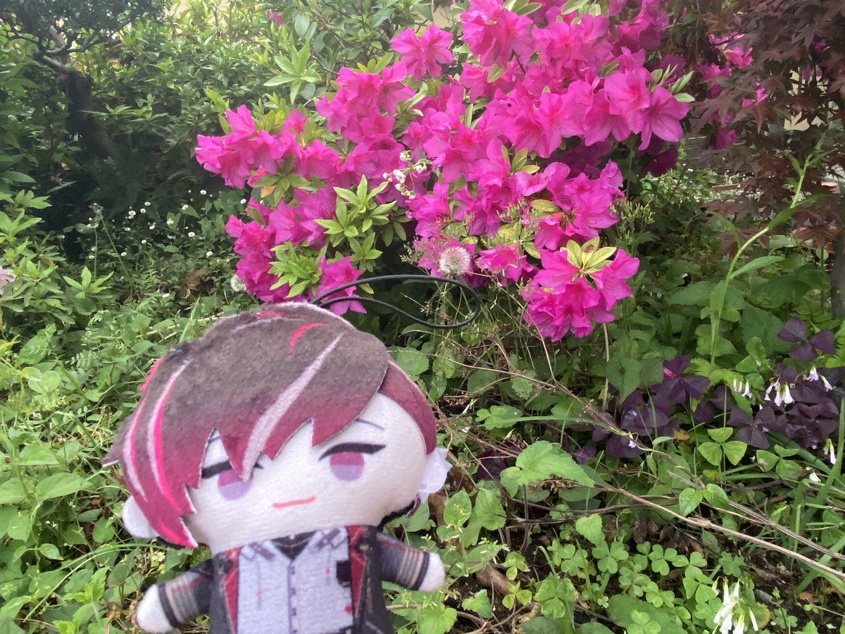 #DailyVer
Today’s StudyStream improved my typing speed, and when I went out to the garden, a lot of flowers were blooming 💐