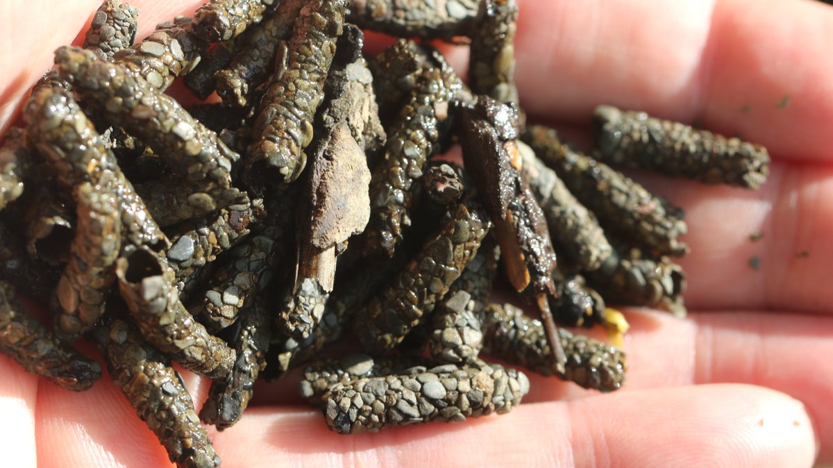 Casys cadys gwag o'r Hafren ddoe. Bydd y rhain yn cael eu defnyddio ar gyfer addysg a dathlu'r afon. Mae nhw'n anhygoel! Empty caddisfly larvae cases from the Severn yesterday. These will be used for education and outreach purposes. They're amazing!