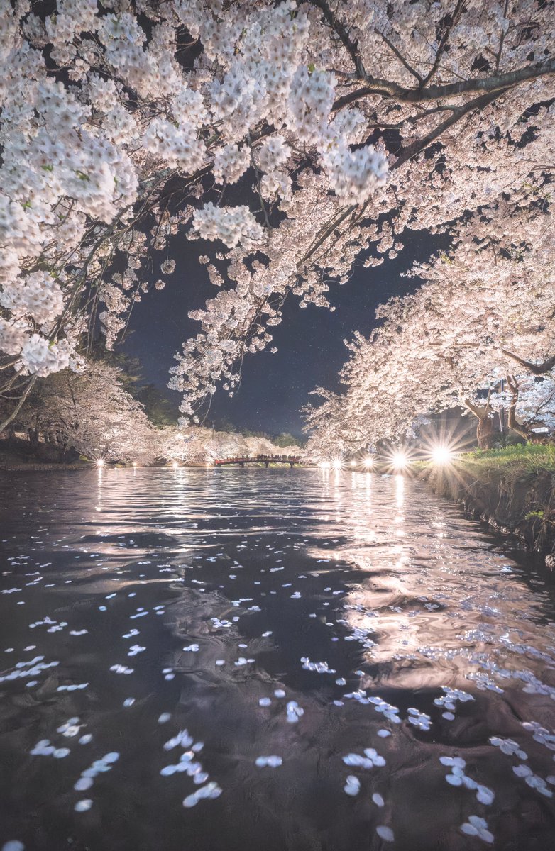 花吹雪が舞う 青森の夜桜がとても幻想的でした