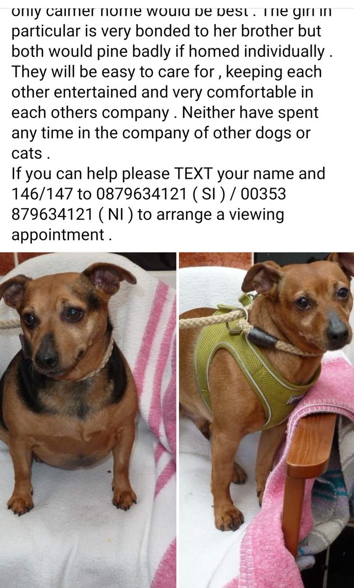 This is a heartbreaker. First time away from home & in a pound. Please help them not be separated. They would be no problems together as would mind each other/keep each other company.#poundsiblings Can anyone help? Please read below