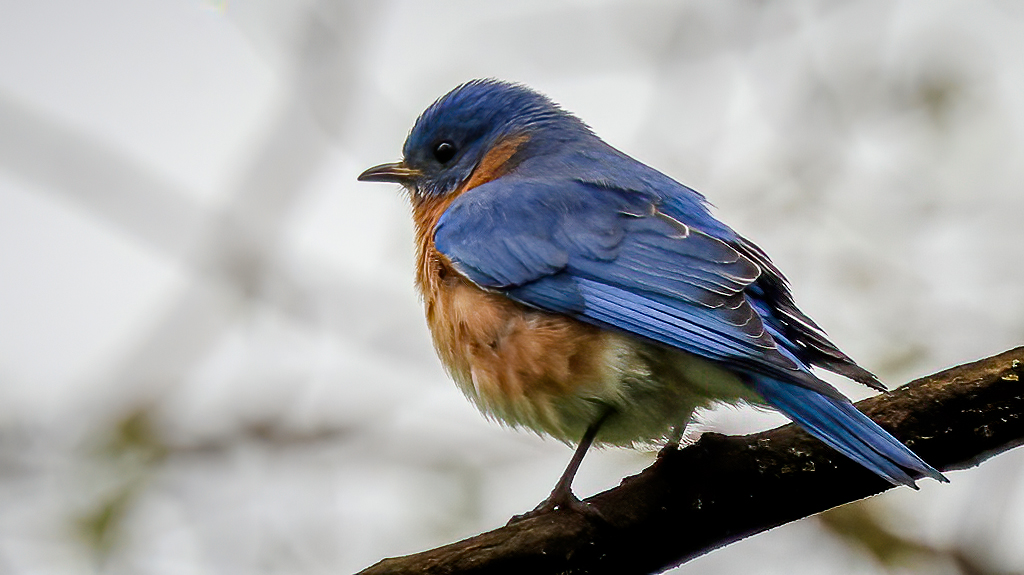 Eastern Bluebird Closeup.  #bird #birding #birds #birding #birdphotography #TwitterNatureCommunity #NaturePhotography #naturelovers #photographers #BirdTwitter #birdwatching