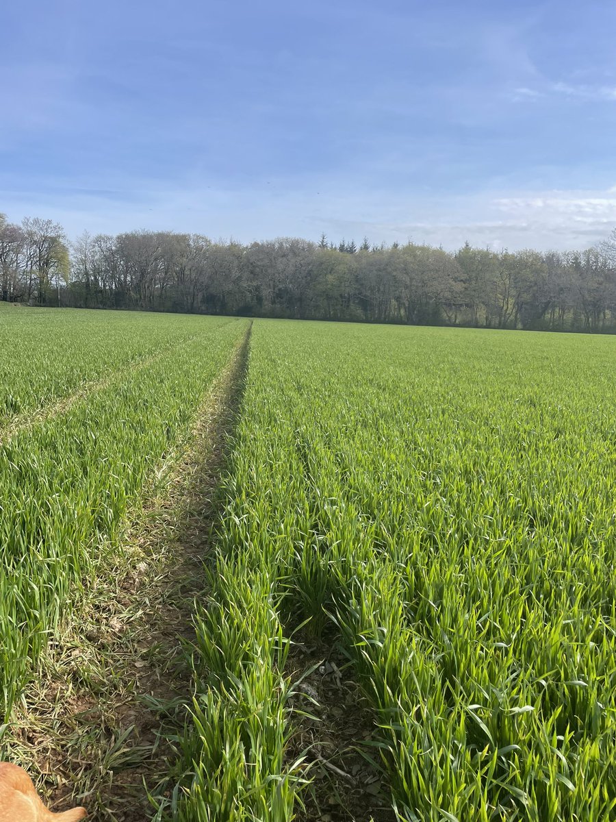 James Whatty tweet media