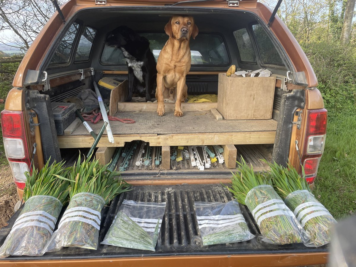 Biomass and leaf samples away for @MessiumAI as part of our ongoing nutritional work at Helix Cornwall, 150kg N applied so far 🌾