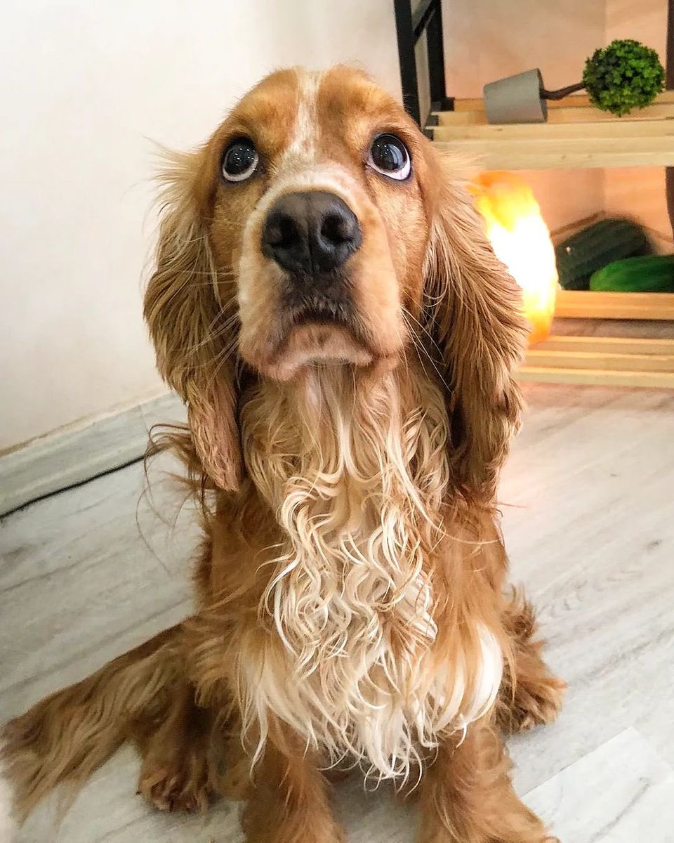 Bir direğe bağlanıp terk edildi ama o güvenmeye devam etti 1 yaşında erkek tüm aşıları var çipli kısır Çok oyuncu çok hareketli bir oğlan Köpeklerle arası çok iyi onu ömür boyu terketmeyecek ailesini arıyorum #izmir İnstagram @orhanselenmercan #SokakHayvanlarıSahipsizDeğil