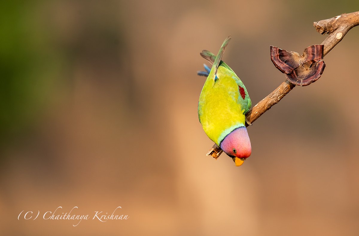 Plum-headed Parakeet Shivmoga, Karnataka #Karnataka #birds #IndiAves @IndiAves