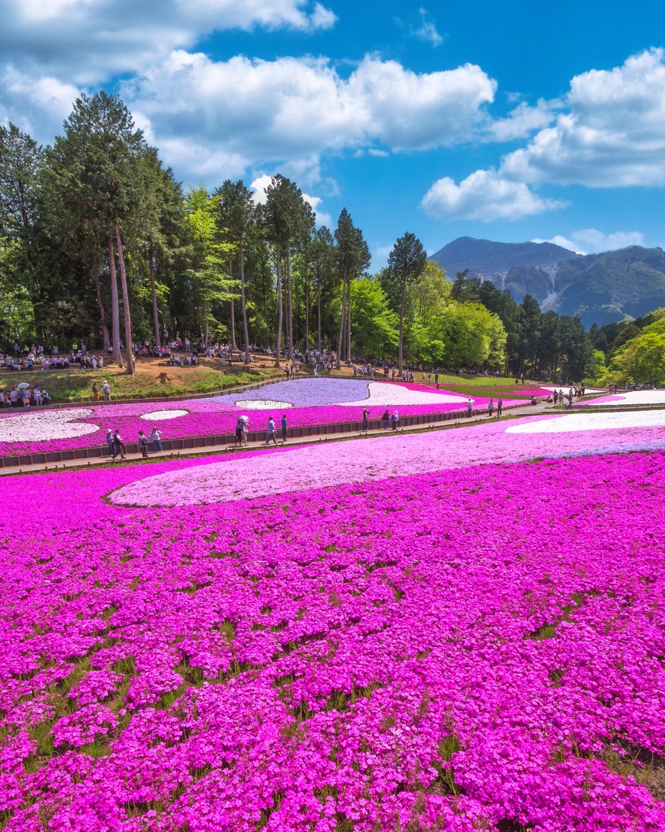 While the cherry blossom season in Tokyo might now be over, we’re only getting started on the springtime fun. Here are some suggestions for those of you who can’t get enough of Japan’s fantastic spring flowers!

- Hitachi Seaside Park’s nemophila
- Ashikaga Flower Park’s wisteria
