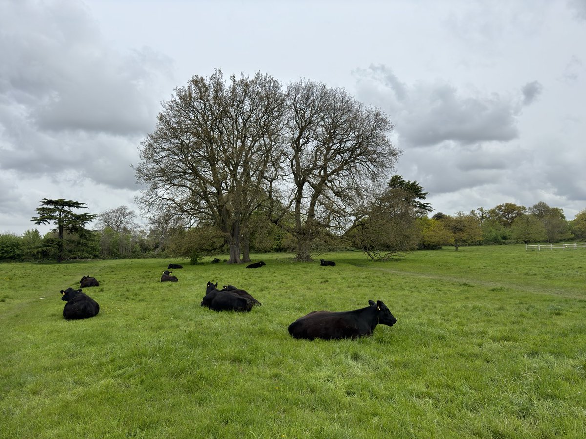 The cows are back & as laid back as ever