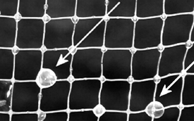 A Whiff of Taxonomy – Altiarchaeum hamiconexum by Roberto — Altiarchaeum hamiconexum is a relatively recent addition to the growing list of microbial primary producers, i.e. those that fix CO2. Its first sightings date back only a little... Read more > tinyurl.com/58r9s6r2