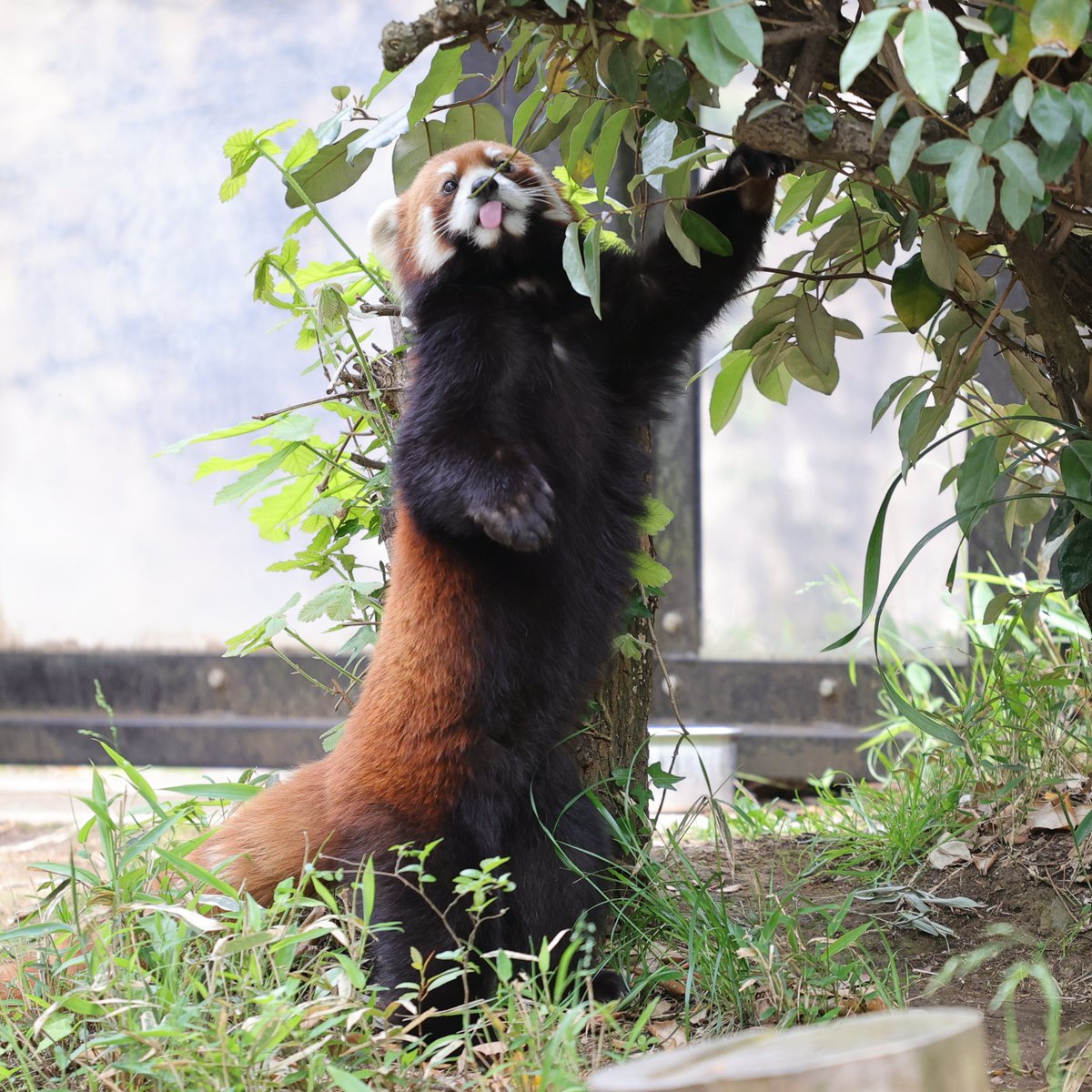 何食べてるの～？
20240420 sat
#ズーラシア #zoorasia #よこはま動物園
#レッサーパンダ #ヒナギク #redpanda