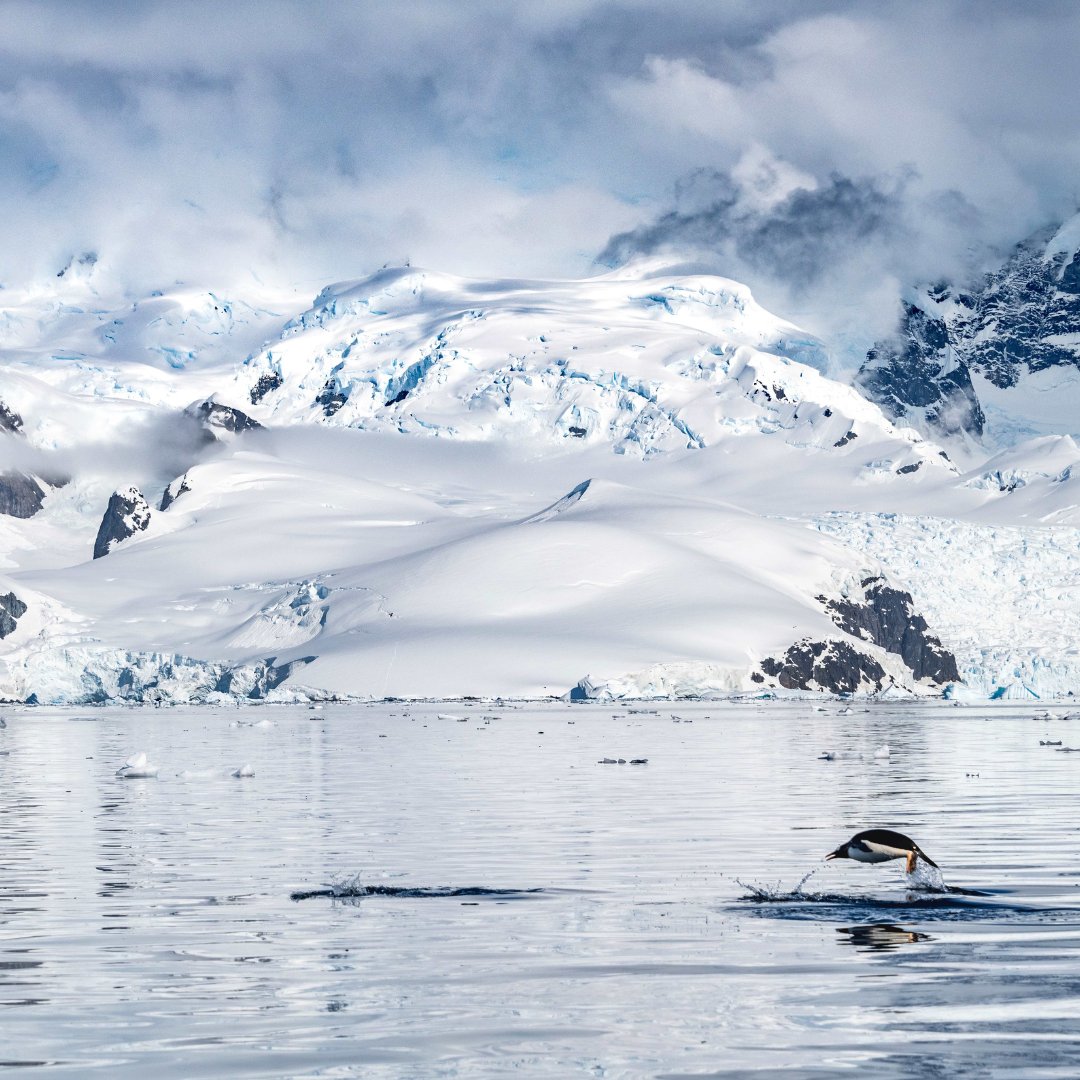 penguinstoves's tweet photo. π§π Happy World Penguin Day! π
On April 25th, we're celebrating these waddling wonders and raising awareness to ensure their future generations get to marvel at their elegance and charm. ππ§
Thank you to @kbrimsonphotography for his amazing photos
#chillipenguin #logfires https://t.co/r4hyJ7eSLv