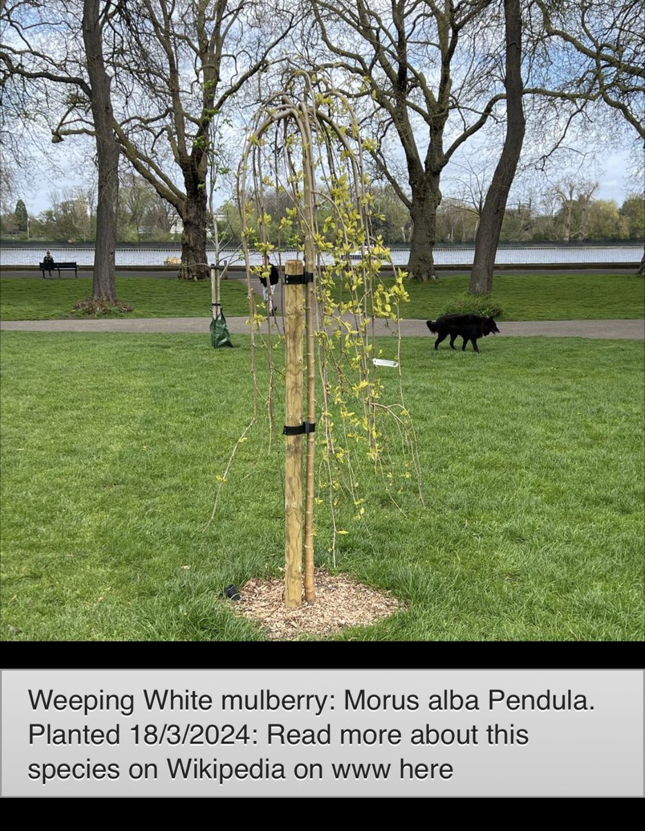 WandsworthPark's tweet photo. You can find these trees and read more about them and all the tree species and varieties of trees @WandsworthPark on the best webpages we could find about them @Barchamtrees @The_RHS @WoodlandTrust @Wikipedia ….

on our digital tree map @TiCLme 

https://t.co/ryNnpxDNuw https://t.co/K6JAEoloVm