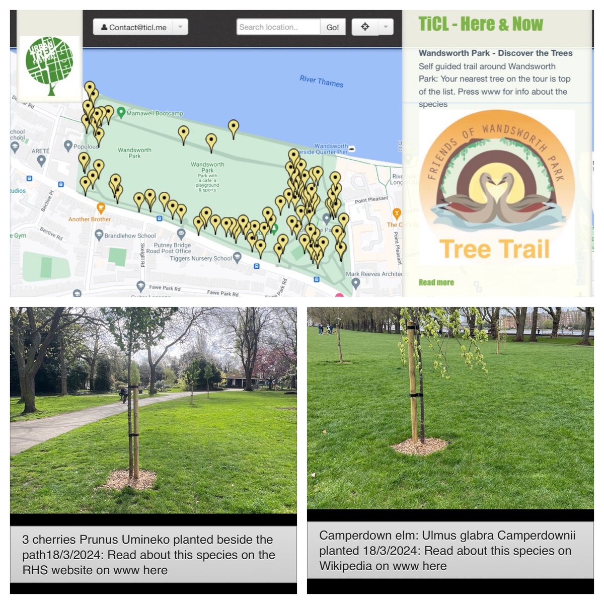 WandsworthPark's tweet photo. You can find these trees and read more about them and all the tree species and varieties of trees @WandsworthPark on the best webpages we could find about them @Barchamtrees @The_RHS @WoodlandTrust @Wikipedia ….

on our digital tree map @TiCLme 

https://t.co/ryNnpxDNuw https://t.co/K6JAEoloVm