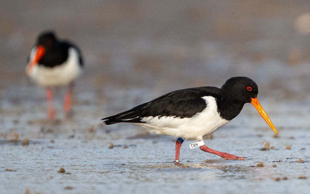 I've just had a history report back for this Oystercatcher 'TXH' that I photographed at Echnaloch beach last month. It was ringed in South Dublin Bay in Sept 2022. This is the third such Oystercatcher from the Dublin Bay ringing project I've seen in Orkney.