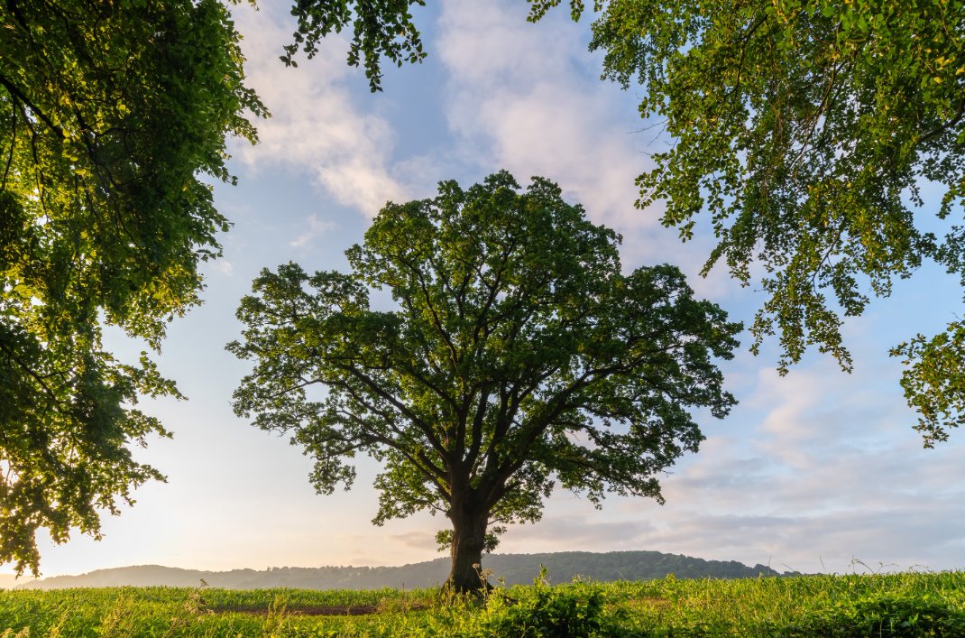 On this Earth Day, let's honour the beauty and importance of our natural heritage. Through heritage interpretation, we renew our commitment to exploring innovative ways to share the stories and significance of our natural heritage. 🌍🌿  

Image: <a href="/adamburtonphoto/">Adam Burton</a>

#EarthDay #AHI