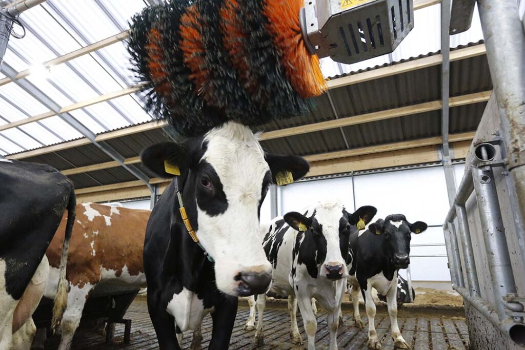 🔬#Researchers assess environmental enrichment for dairy cows 🐮 Housed #dairy #cows interact with novel environmental enrichment, but they spend more time using an outdoor yard than a new object, according to research. 🔎Read the article here👇 dairyglobal.net/industry-and-m…