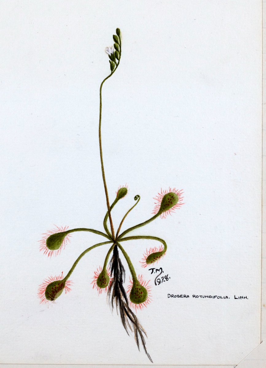 Delighting in #nature Fred Holder wrote about his week in #Craven in 1928, his descriptions of plants accompanied by beautiful illustrations #EYANature