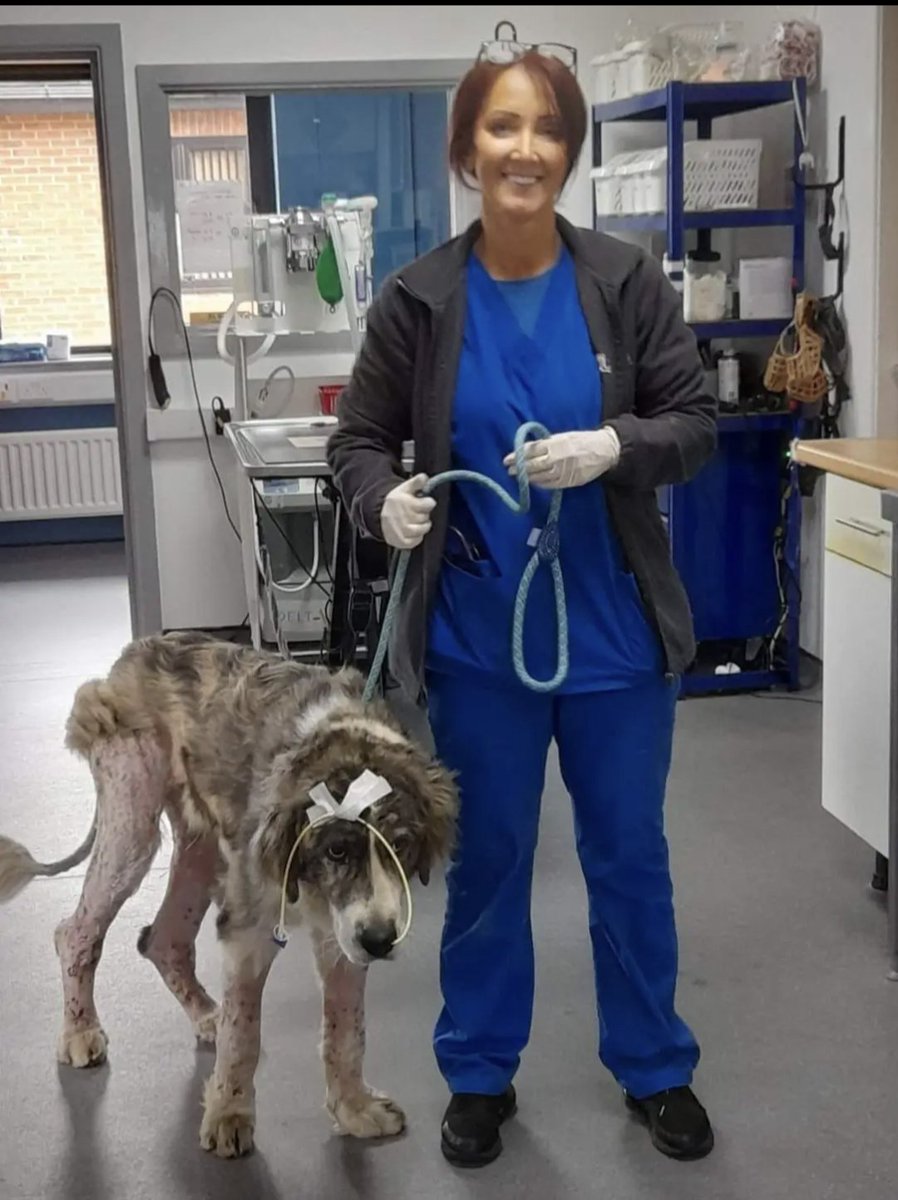 A young shepherd was found trapped down a 15ft well in #Teesside. The RSPCA along with fire & rescue pulled the dog from the well. He's doing a lot better but he's not out of the woods yet. To donate towards 'Badgers' care please follow this link bit.ly/4da9BhI (52)