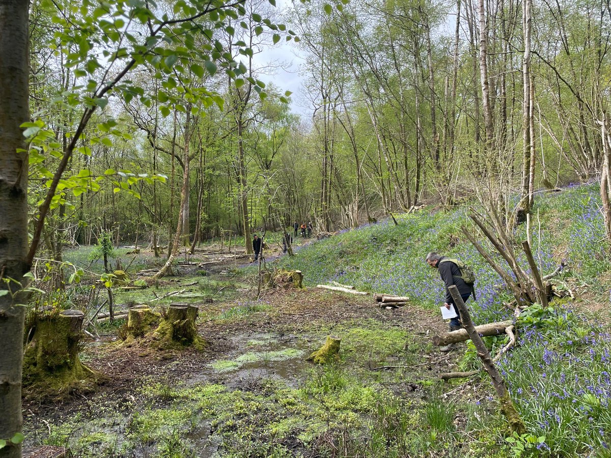 KentFieldClub's tweet image. Great field meeting Saturday looking for bryophytes etc. at Combwell Woods #SSSI in the High Weald. Pics show Lemon-scented Fern (scarce &amp;amp; declining in Kent) &amp;amp; Large Bittercress. Thanks to Mark at Meadow Farm for showing us round the beautiful site. @HighWealdNL @NESussexandKent
