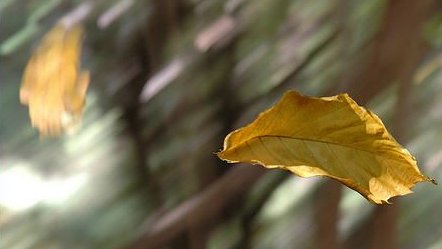 Ti lascio andare foglia. Vai e raccontami il vento. #BricioleDiPensieri