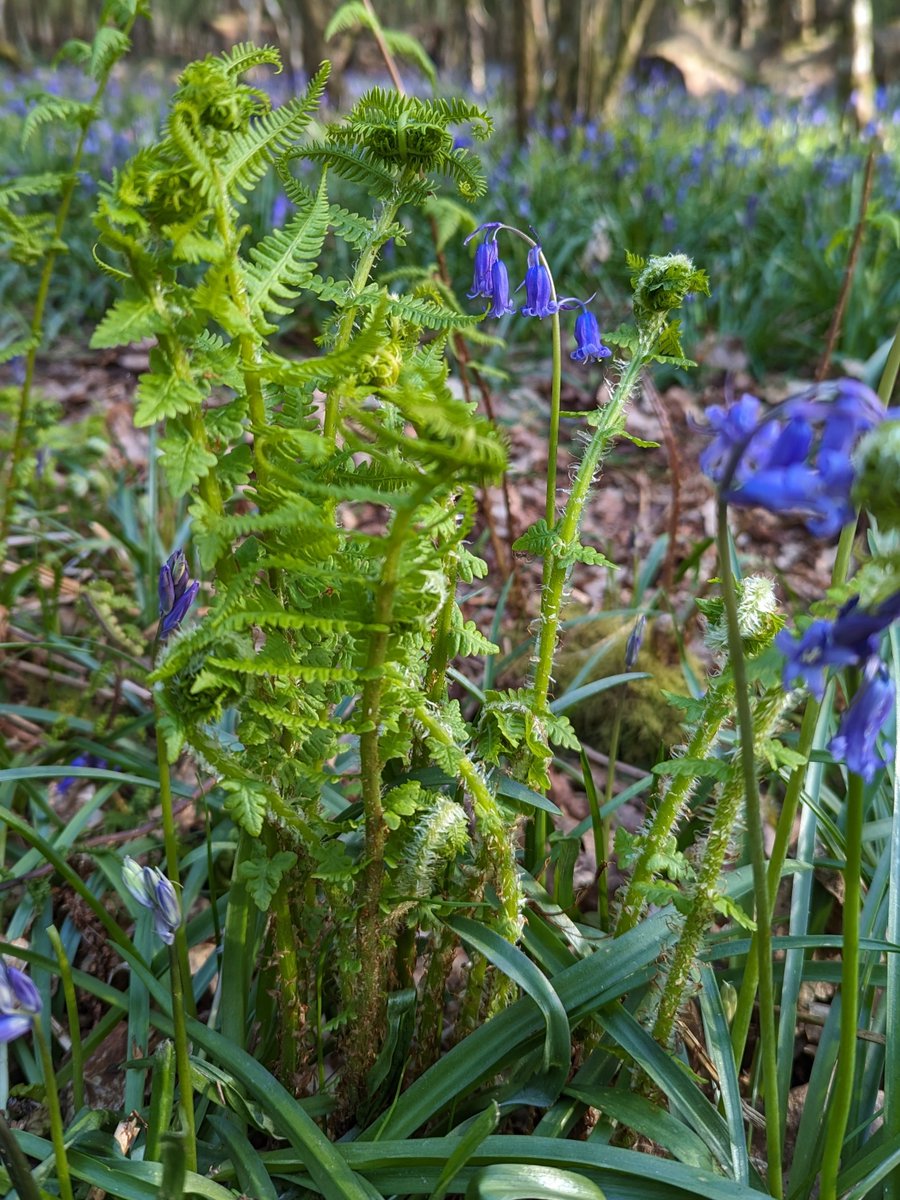KentFieldClub's tweet image. Great field meeting Saturday looking for bryophytes etc. at Combwell Woods #SSSI in the High Weald. Pics show Lemon-scented Fern (scarce &amp;amp; declining in Kent) &amp;amp; Large Bittercress. Thanks to Mark at Meadow Farm for showing us round the beautiful site. @HighWealdNL @NESussexandKent