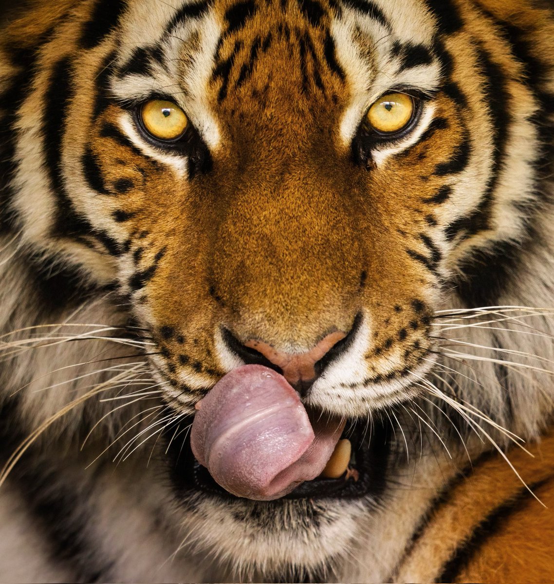 'The Tiger who came for Tea' #wexmondays #sharemondays2024 #fsprintmonday #wildlife #wildlifephotography #tiger