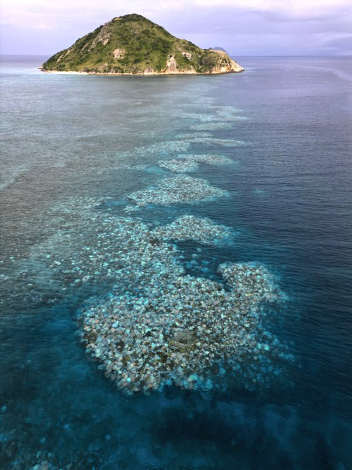 Before the current bleaching event, coral communities on the GBR were recovering from the 2016/17 mortality event. Fast-growing spp. had begun to replenish bare areas, but these very species, crucial for early colonization, are, unfortunately, the most vulnerable to bleaching.