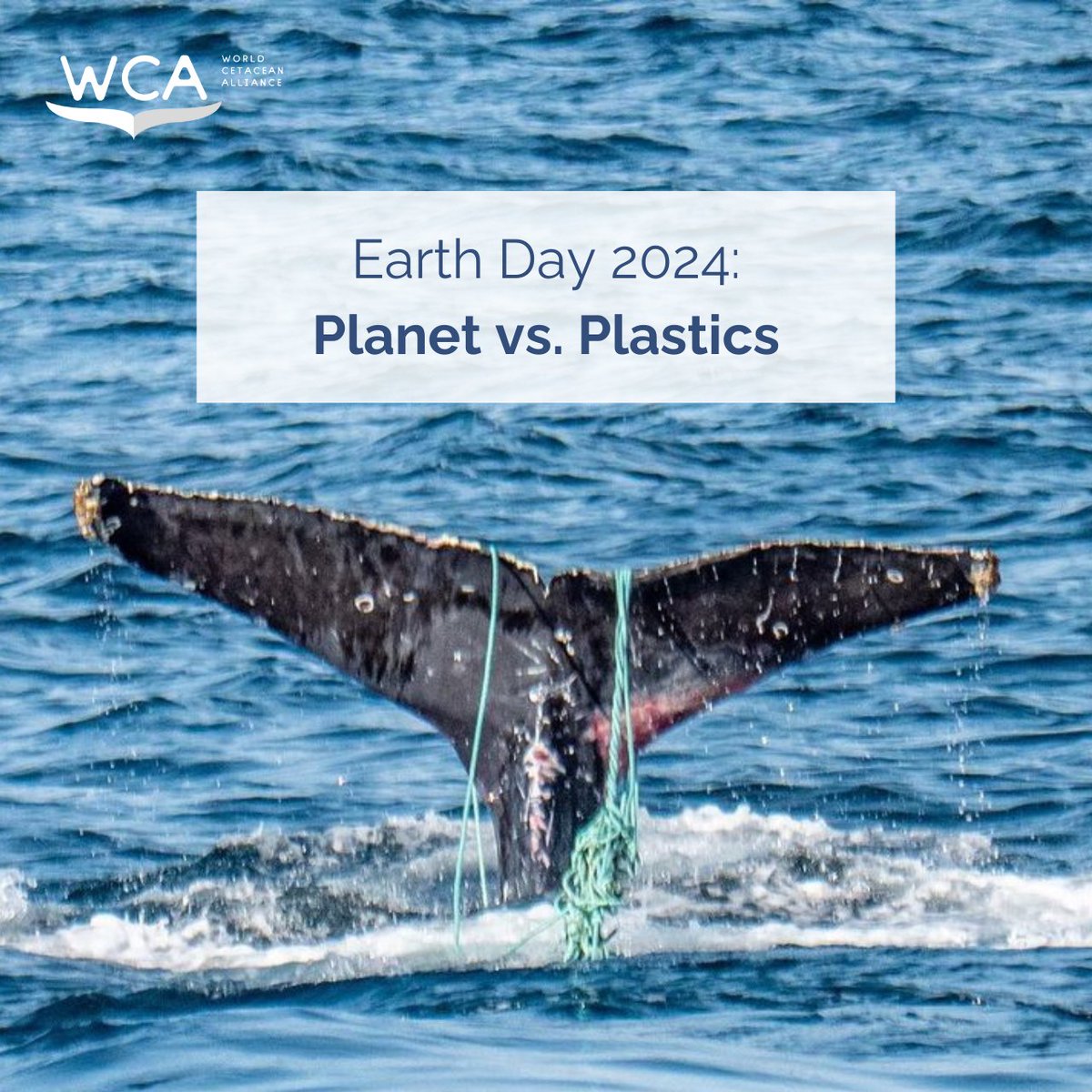 The theme of #EarthDay2024 is Planet vs. Plastics – an important topic for our blue planet. 🌊 Over half of all whale and dolphin species have been affected by consuming plastic debris, and many also lose their lives after being entangled in fishing gear. (📷 @DolphinSafari)