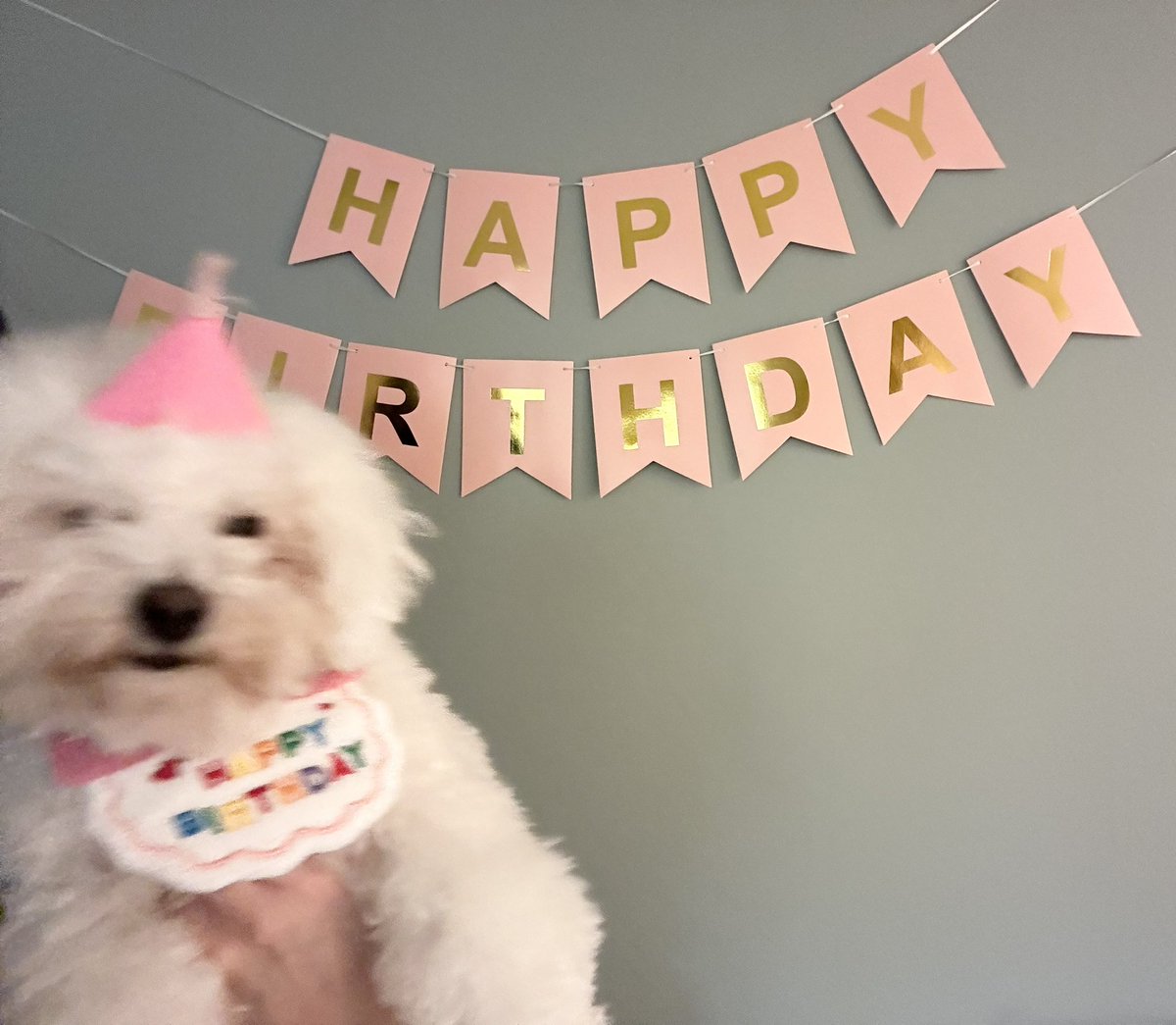 ※写真が下手すぎる…笑
今日はモネ2歳のお誕生日です🎂💕✨
これからも元気にすくすく育ってくれ〜🙆💕

#ビションフリーゼ 
#お誕生日おめでとう 
#2歳