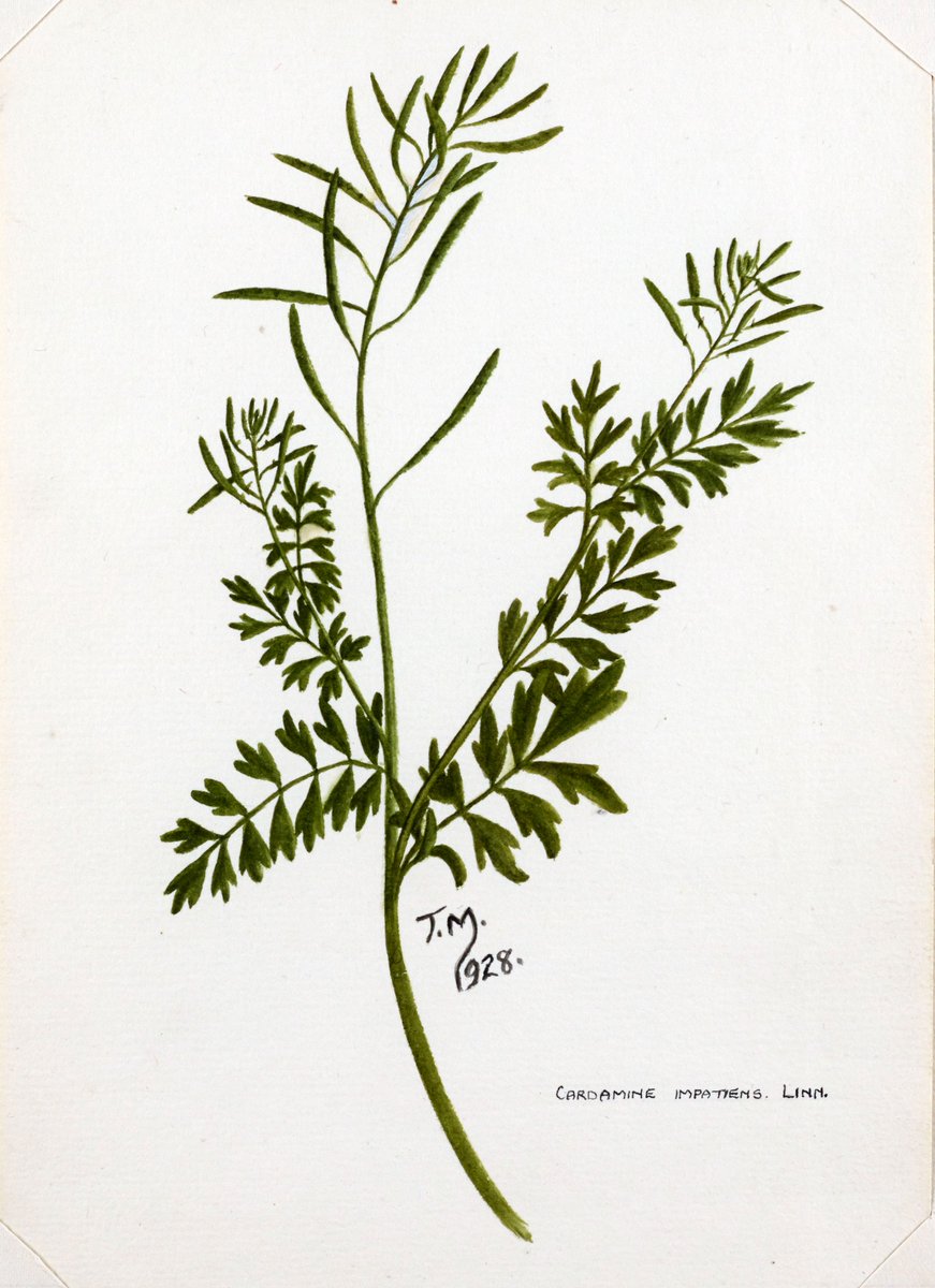 We love the botanical paintings in Fred Holder's book 'A Week in Craven' (1928), like this example of #green Narrow-leaved Bittercress growing near Fen Beck. Do you enjoy plant spotting? #HBAHGreen