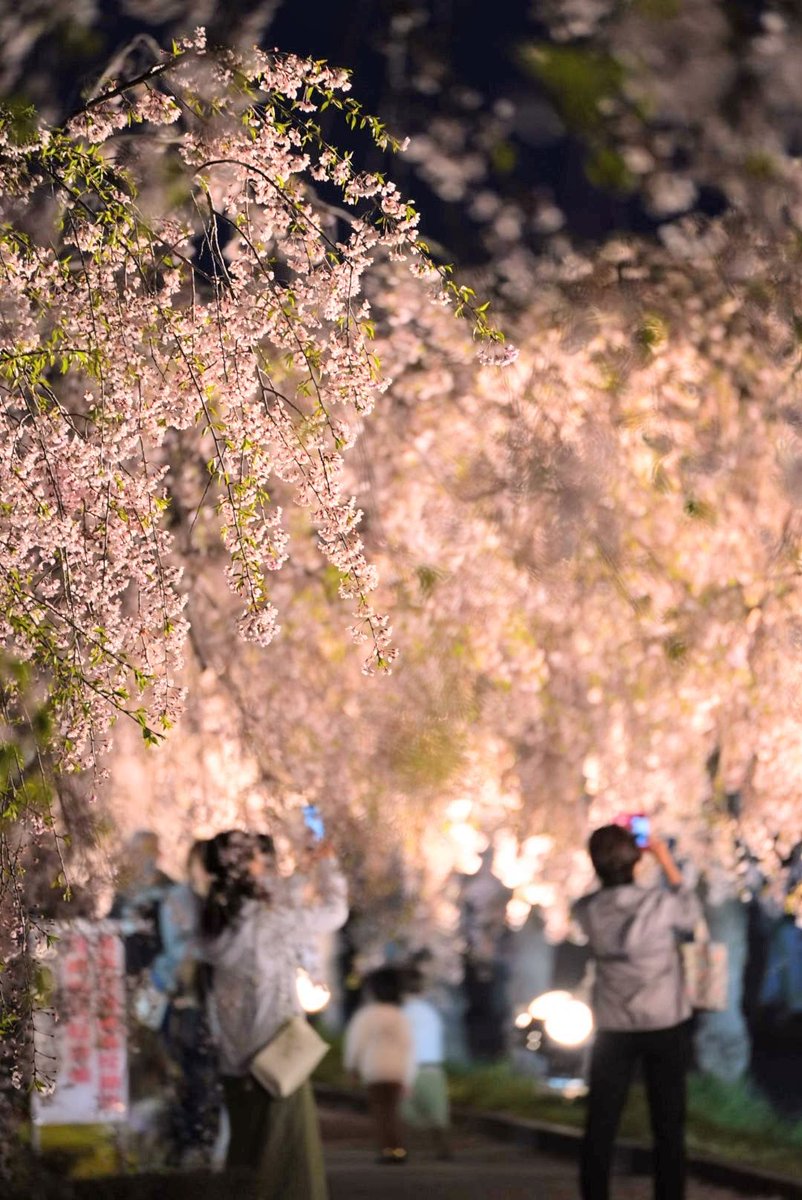 お疲れさまです☕ 桜たち🌸📷️まだ残ってて… 続けさせてくださいね🌿 福島県喜多方市 日中線しだれ桜並木 ライトアップ🌸❇️ 📷️2024.04.17