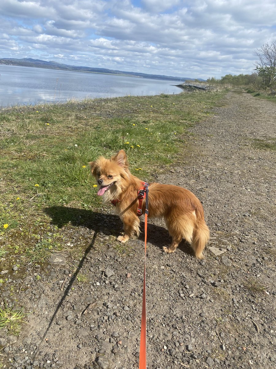 wanderingw_andy's tweet photo. A walk along Bo’ness foreshore and Kinneil nature reserve. #hiking #Scotland https://t.co/SJOcm2LXRt