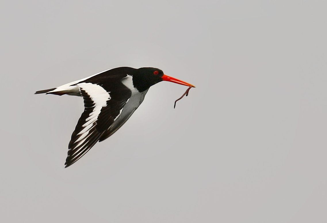 #HaftanınKuşu Poyrazkuşu (Haematopus ostralegus) seçildi. Havuç gagalı oldukça güzel bir kuş 😊

#Samsun