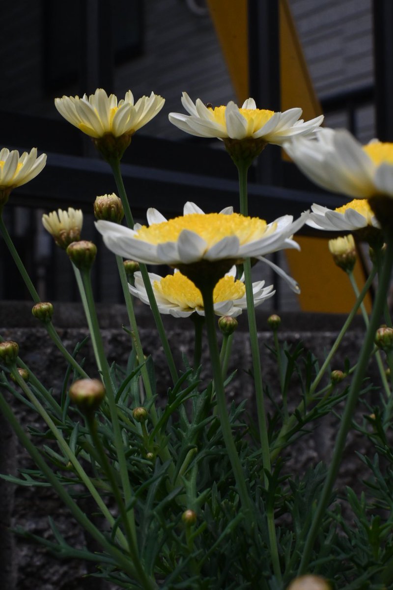 yellow__ym's tweet photo. お花目線👀🌼

#nikonzfc #nikon  #zfc #カメラ #カメラ旅 #カメラ女子 #ファインダー越しの私の世界 #キリトリセカイ #旅行 #旅 #trip  #travel #写真好きな人と繋がりたい #花 #お花 https://t.co/wDmQ90UF27