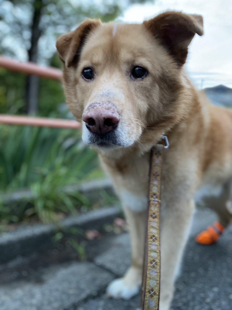 散歩してたらおじいさんに呼び止められて 👴「はぁ…最高だ、こういう犬がいいんだよ…」 と褒めちぎられたお犬です。