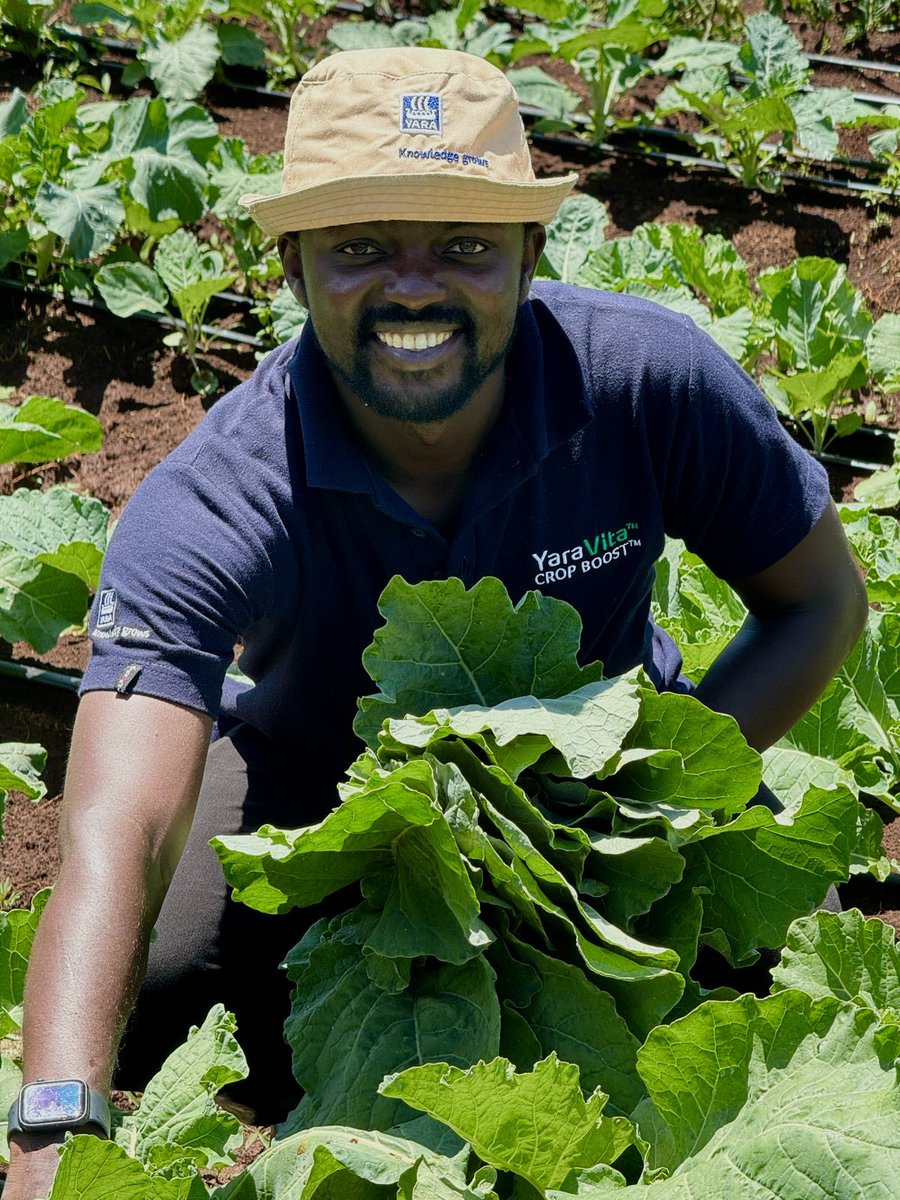 diangaronald's tweet photo. As all smiles 😃 as a farmer’s 🧑‍🌾 harvest time!!! 

One month later we are harvesting our Kales + Spinach 🥬 

#MboleaNiYara 
@YaraKenya @IrriHub https://t.co/Qa0fWmfG9D