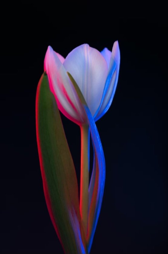 DutchArtComm's tweet photo. A BIG thank you goes out to @mymoda_io for collecting an edition of "Hues of the Netherlands", part of the #DutchHomageWorld made by @ArtFromAbove !
Your support helps us continue our artistic journey, so a DAC Pass will be airdroped soon! https://t.co/DZg7l4Yykk