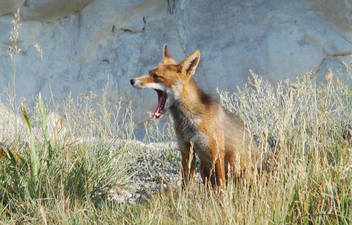 Spotted at @SamphireHoe1997 this beautiful fox appeared a little tired
Look at those impressive teeth! Often mistaken as carnivores, foxes are omnivores & will eat fruit & berries, small mammals, birds, amphibians... whatever they can find!
@mammalsociety
#NationalMammalWeek