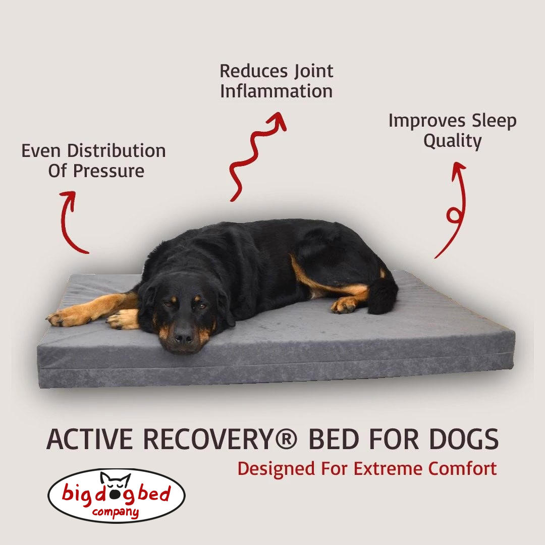 .@BDBCo The pressure relief Active Recovery® bed is designed to distribute your #dogs body weight evenly - reducing the pressure placed on sensitive or bony areas. Ideal for golden oldies or dogs recovering post-injury / illness Learn more: bigdogbedcompany.co.uk/collections/do……