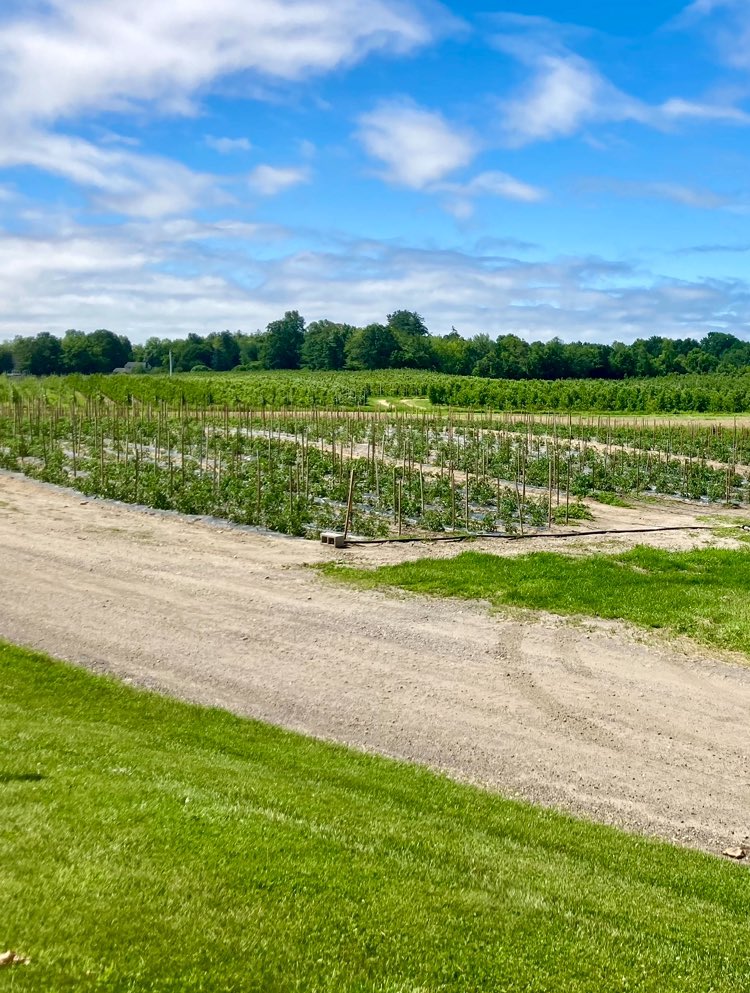 The green earth is a symbol of hope. Walk on it like you are going somewhere, even when you are going nowhere. - Michael Bassey Johnson 📷 Crops growing on a local farm in New Hampshire, 2023 Respect our earth.✌️☮️ #EarthDay2024 🌎 #EarthDay #Farming #Food #EarthDayEveryDay