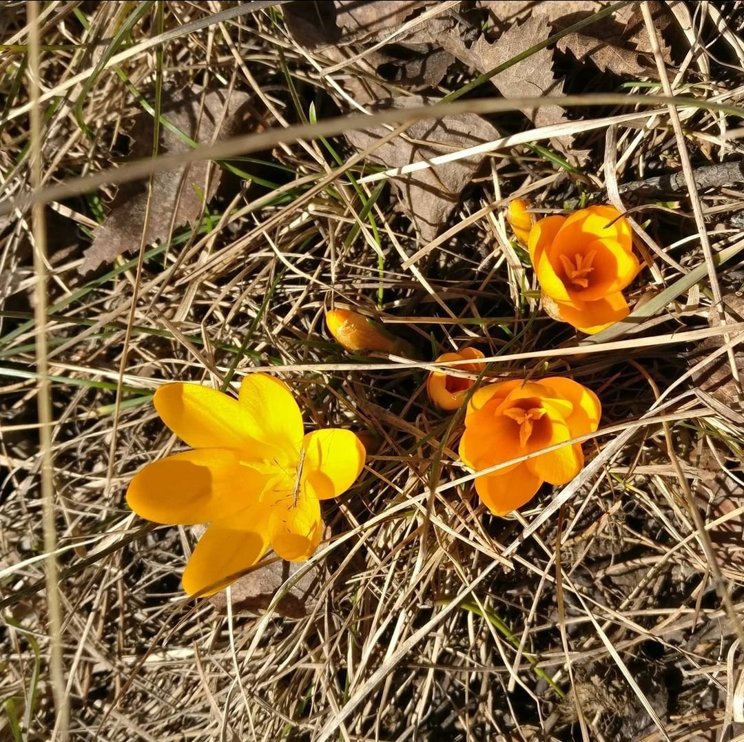 BioColour tweet media