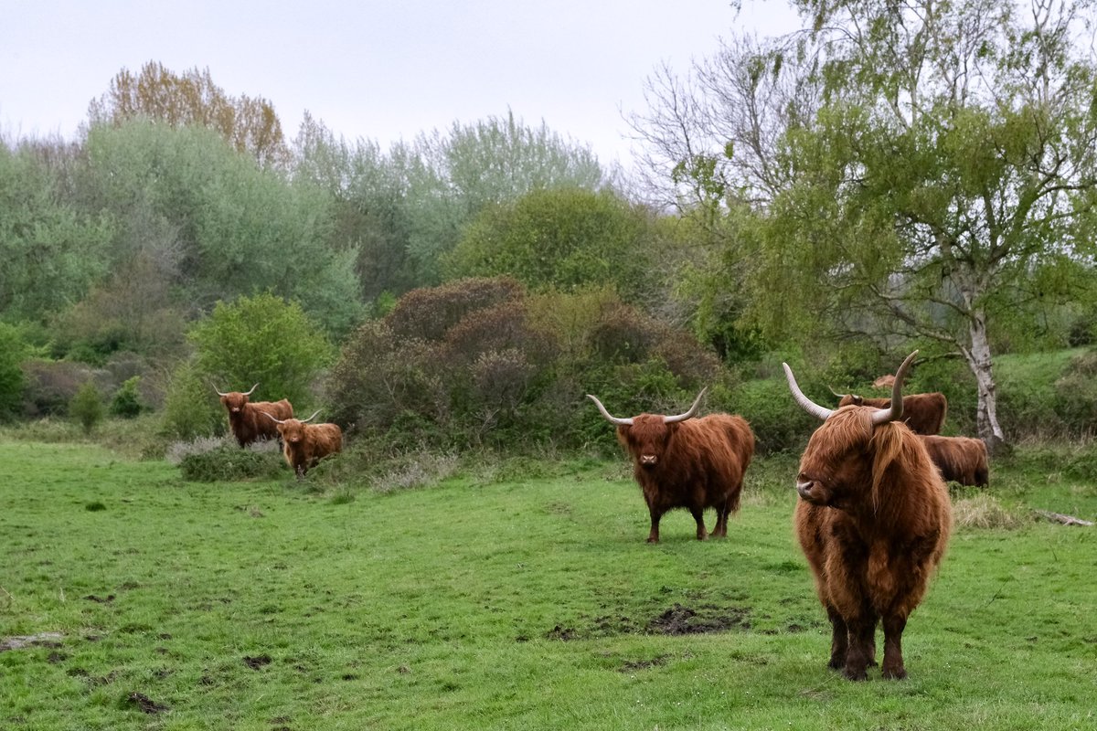 Tussen het strand en het Veerse Meer ligt de #Schotsman, dat werd begraasd door Schotse hooglanders. In opdracht van Staatsbosbeheer zetten we de begrazing van het gebied vanaf nu voort met de hooglanders én een kudde koniks! 🐴 

freenature.nl/nieuws/2024/st…