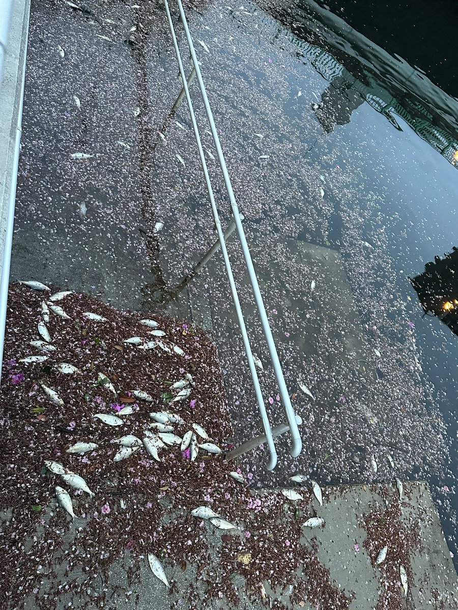 桜の名所目黒川に昨日から大量のお魚さんが死んで流れてる、、、
どうしたんだろう。ずっと死んだ魚が流れて来て変な臭いがしてる。
#目黒川#目黒川魚大量#目黒川魚大量死
#目黒川桜