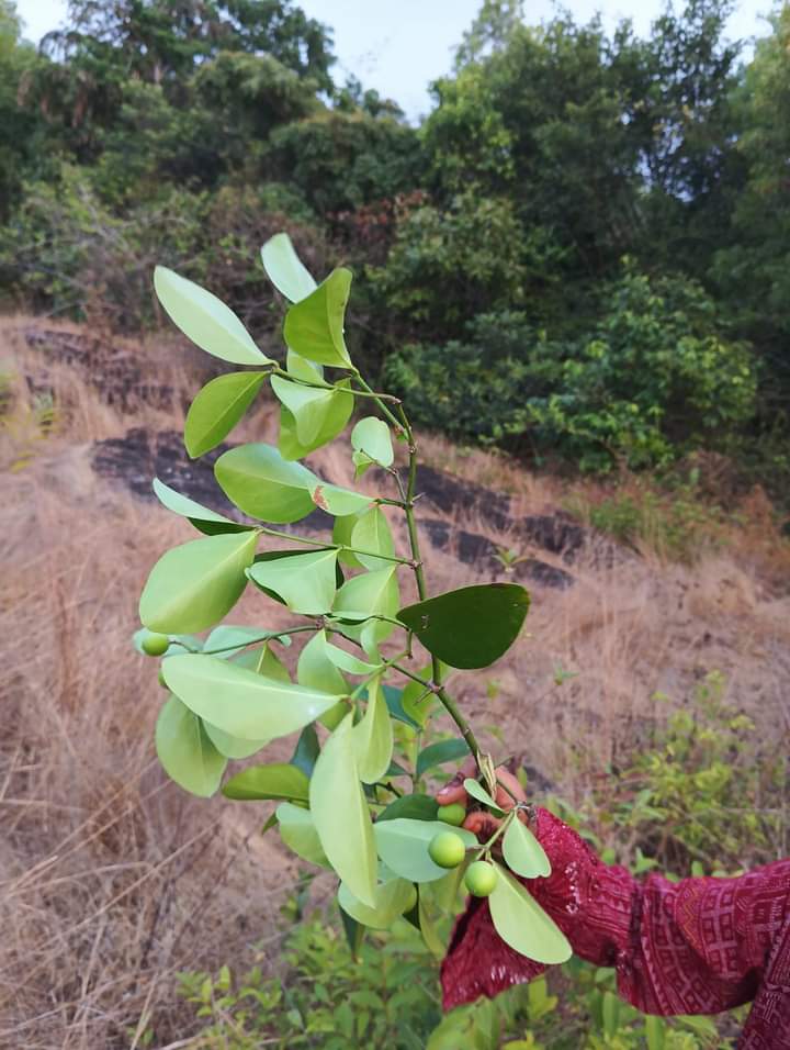 ಕಜ್ಜಲ ಕಾಯಿ, ಹಣ್ಣು, ಮೂಳಣ್ಣು.