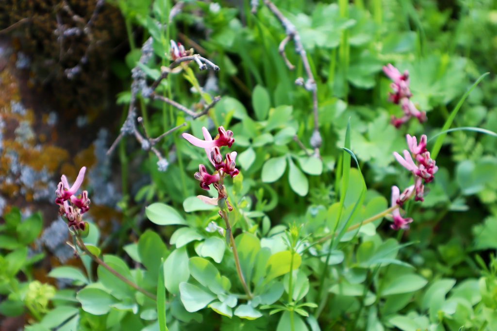 23/4/24- Day 3 in Kazakhstan. Morning trip to a valley near Merke. 1) Tulipa zenaidae,2)Rosularia glabra, 3)Juno Iris, 4) Corydalis ledebouriana