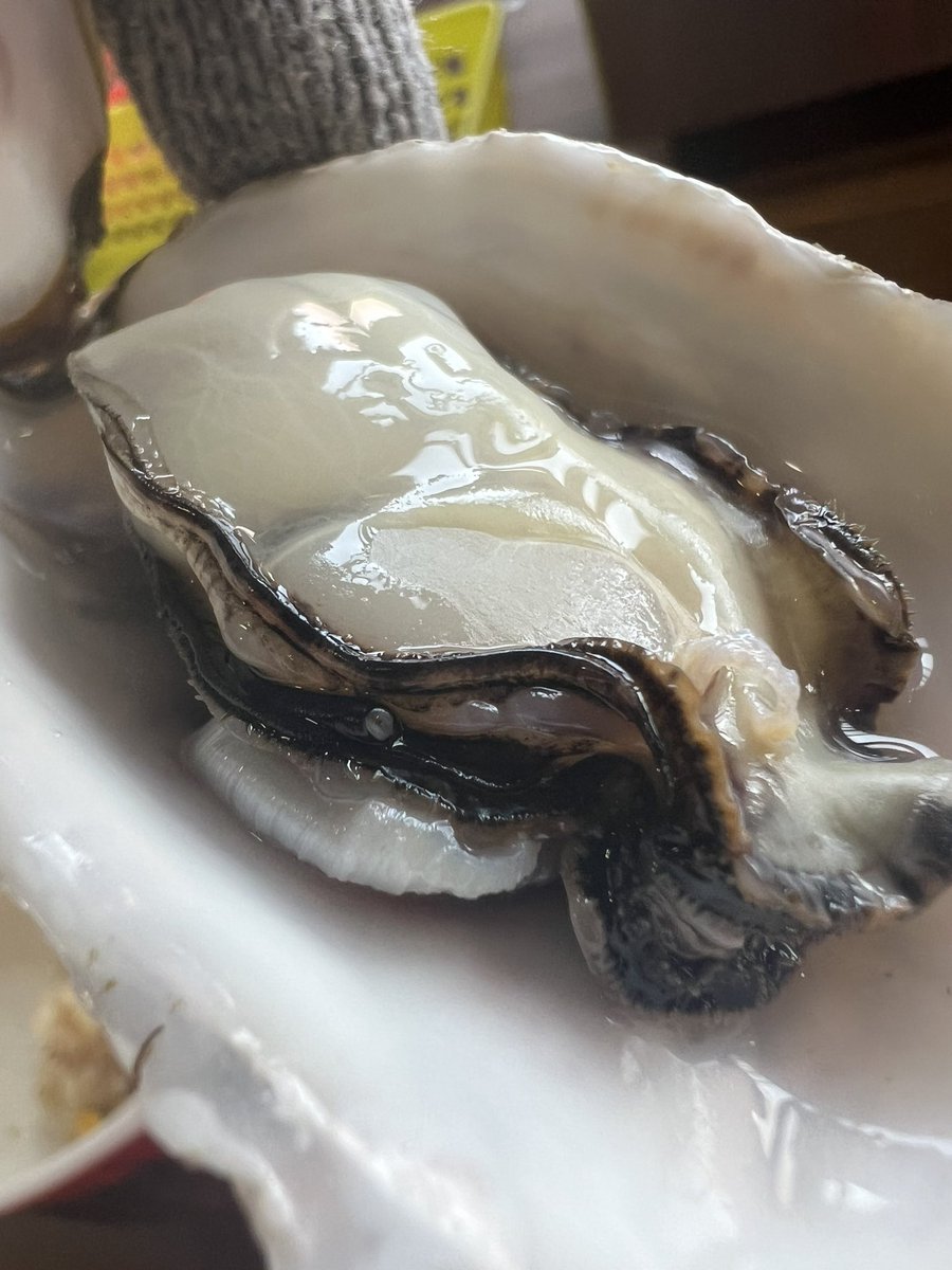 ぷりぷり（２月）
載せたっけ。もう何をアップしたか把握できてない🦪