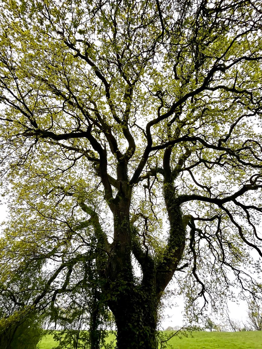 The most exhilarating and uplifting moment of the year, when the giant oaks come into leaf. Happening right now here in #Monmouthshire. Impossible for a photograph to convey how it looks, let alone how it makes me feel. Blink and you'll miss it.