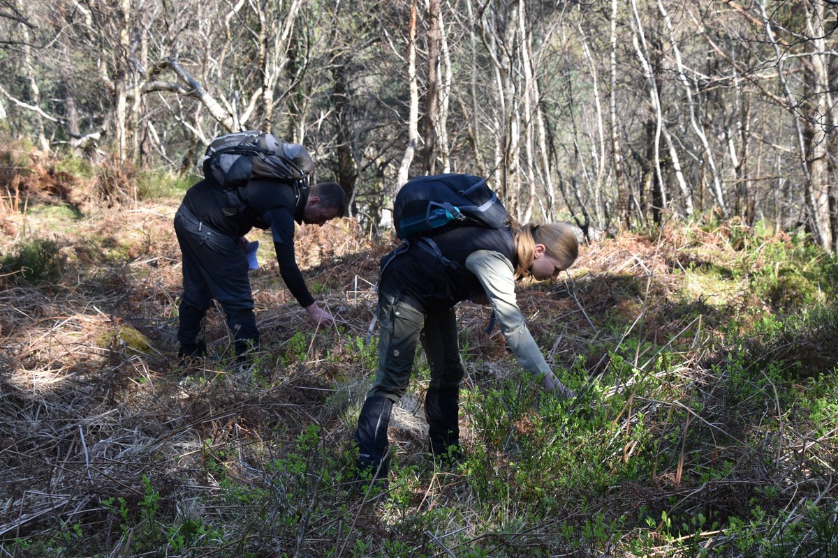 🏴󠁧󠁢󠁳󠁣󠁴󠁿A busy week ahead with our free #Woodland Habitat Impact Assessment (Lite) Training!

We have availability at the following;

🌳 23rd April – Keith  tiny.cc/MorayKeith 
🌳 24th April - Galashiels tiny.cc/Galashiels
🌳 25th April - Lockerbie tiny.cc/Lockerbie