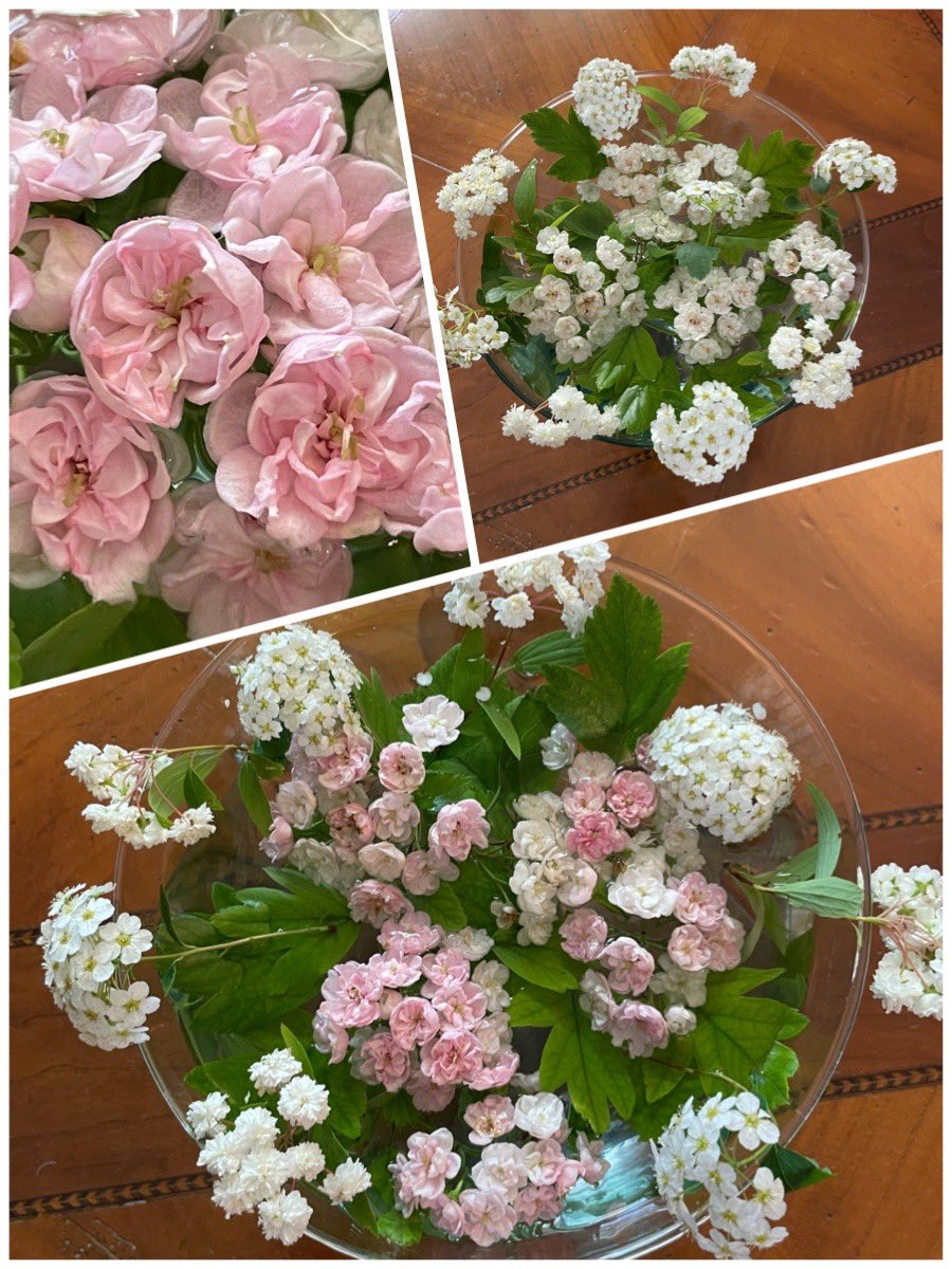 Hello 🙋🏻‍♀️I wish you a good week. 
I want to show you the change in colour of the hawthorn Toba as time passes.
#flowers #hawthorn #crataegus #GardeningX #garden #gardeninglove  #flowerlover  #whiteflower #pinkflower