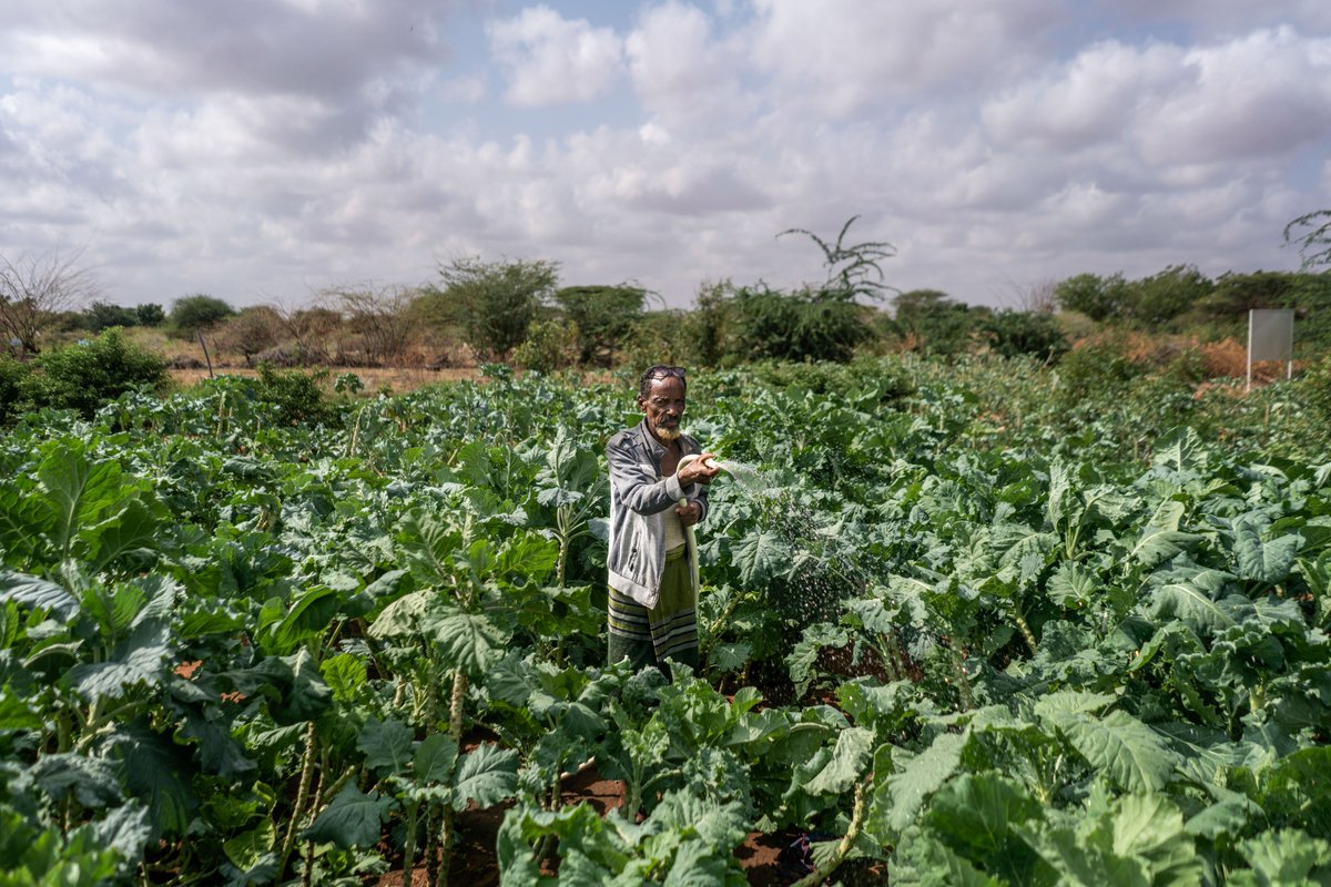 @WFP @WFP_Ethiopia @WFP_Kenya @WFP_SouthSudan @WFP_Sudan @WFPSomalia @WFP_Uganda 🌿WFP also restores degraded ecosystems as natural shields against #ClimateHazards through rehabilitating millions of hectares of degraded land,  building thousands of water ponds, and planting forests.

#ClimateAction #NatureRestoration 🌳