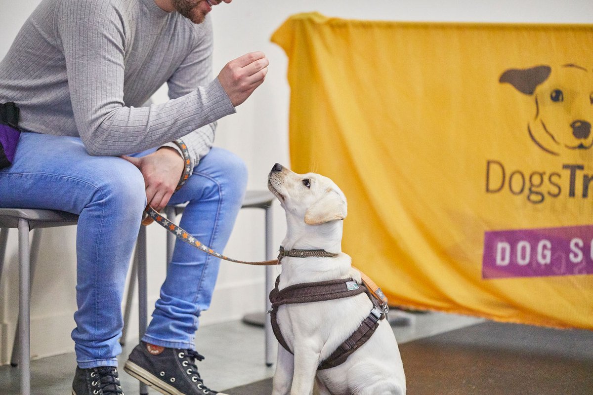 Do you want to - Improve your dog's recall, lead train, communicate effectively, overcome chewing/mouthing or toilet train? Dogs Trust Dog School can help! Training locations UK wide, 4-week course for £65 in-person or virtual #dogtraining @DogsTrust bit.ly/3DuhM7M